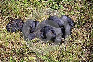 Fresh horse manure on green grass rural scene