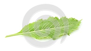 Fresh horseradish leaf.
