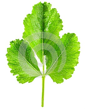 Fresh horseradish leaves isolated on white background.