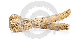 Fresh horseradish root isolated on white background