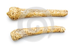 Fresh horseradish root isolated on white background