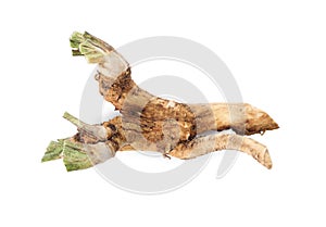 Fresh horseradish roots isolated on white, top view