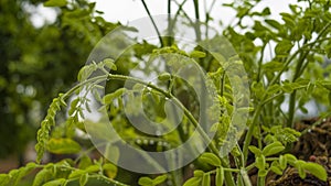 Fresh Horseradish tree or drumsticks leaves in a close up with blur background. Moringa leaves have many benefits for human health