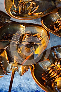 Fresh horseshoe crab on ice for sale at the local market in Sattahip, Thailand.