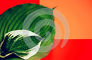 Fresh hosta leaf on colorful background for banners, seasonal cards, web design.Image is with copy space