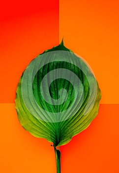 Fresh hosta leaf on colorful background for banners, seasonal cards, web design. Top view. Image is with copy space