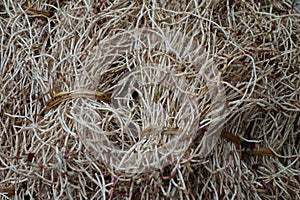 Fresh Houttuynia photo
