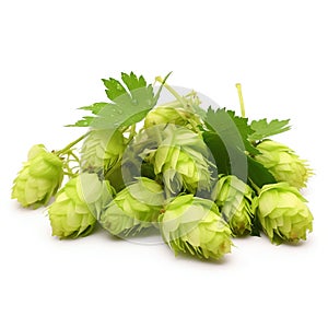 Fresh Humulus Lupulus Hops Isolated on White Background. Generative ai