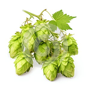 Fresh Humulus Lupulus Hops Isolated on White Background. Generative ai