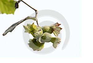 Nuts husk of the Giresun hazelnut photo