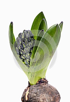 Fresh hyacinth flower isolated on white background