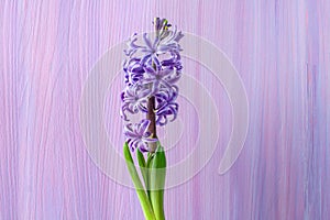 Fresh hyacinth purple flowers .