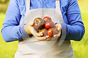 Fresh hybride delizia tomato . Colorful organic tomatoes in farmers hands