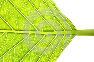 Fresh hydrangea leaf vein texture background
