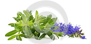 Fresh hyssop with flower