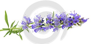 Fresh hyssop flowers photo