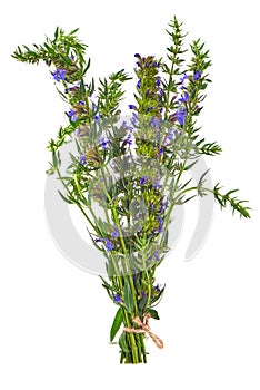 Fresh hyssop herb with flowers, isolated on white background