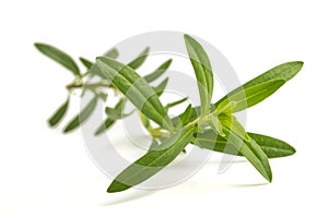 Fresh hyssop Hyssopus officinalis