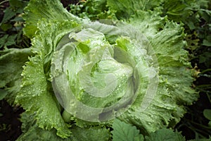 Fresh iceburg lettuce salad vegetable