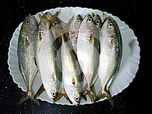 Close up view of Fresh Indian Mackerel Fish Decorated on a white plate. White Background photo