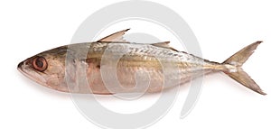 Fresh indian mackerel fish isolated on white background.