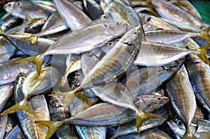 Fresh Indian Mackerel (Rastrelliger kanagurta)