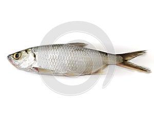 Fresh Indo-Pacific tarpon fish isolated on White background.Selective focus