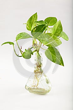 Fresh indoor plant on a white background.