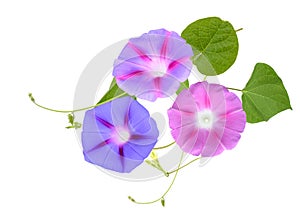 Fresh Ipomoea, Morning Glory Flowers Isolated on White Background