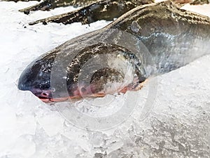 Fresh Iridescent shark on ice