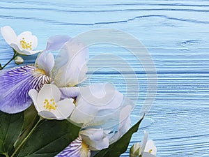 Fresh iris blossom beauty elegance flower on a blue wooden background