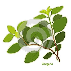 Fresh Italian Oregano Herb