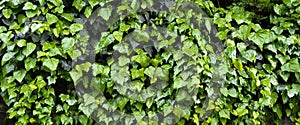 Fresh ivy wall plant with green leaves, ivy foliage texture