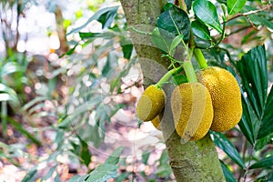 Fresh jackfruit on jackfruit tree