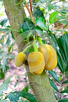 Fresh jackfruit on jackfruit tree