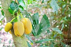 Fresh jackfruit on jackfruit tree