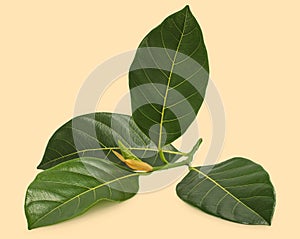 Jackfruit leaf isolated on white background