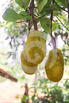 Fresh jackfruit tree