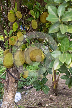 Fresh jackfruit tree. Jackfruit traditional fruit on the tree. Lots of Jackfruits on a tree.