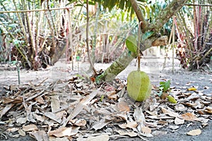 A fresh jackfruit on the tree in thailand. also known as jack tree, fenne, jakfruit, or sometimes simply jack or jak