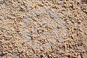 Fresh jaggery powder