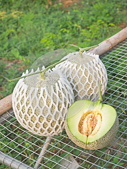 Fresh Japanese musk melons