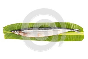 Fresh Japanese Sanma fish on leaf