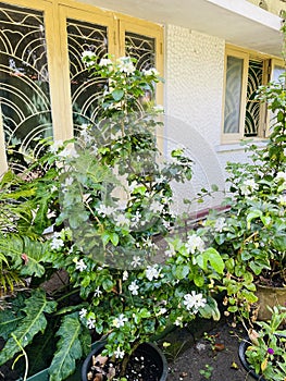 Fresh Jasmine blossom