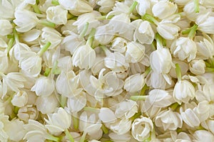 Fresh Jasmine Flower Background photo