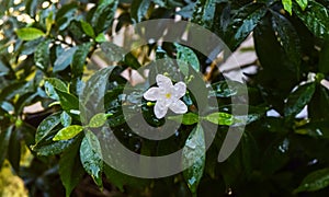Fresh Jasmine Flower, Jasmine is a genus of shrubs and vines in the olive family photo