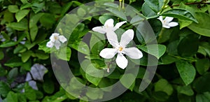 Fresh Jasmine flower and raindrop or water drops on green leaves