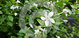 Fresh Jasmine flower and raindrop or water drops on green leaves blurred background