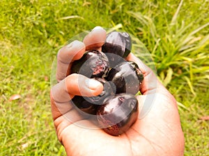 Fresh Java Plum in farmer hand. Syzygium cumini, commonly known as Malabar plum.  Java plum. black plums. jamun. Fresh fruit.