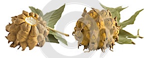 Fresh Jerusalem artichoke on a white background with a leaf. AI generated.